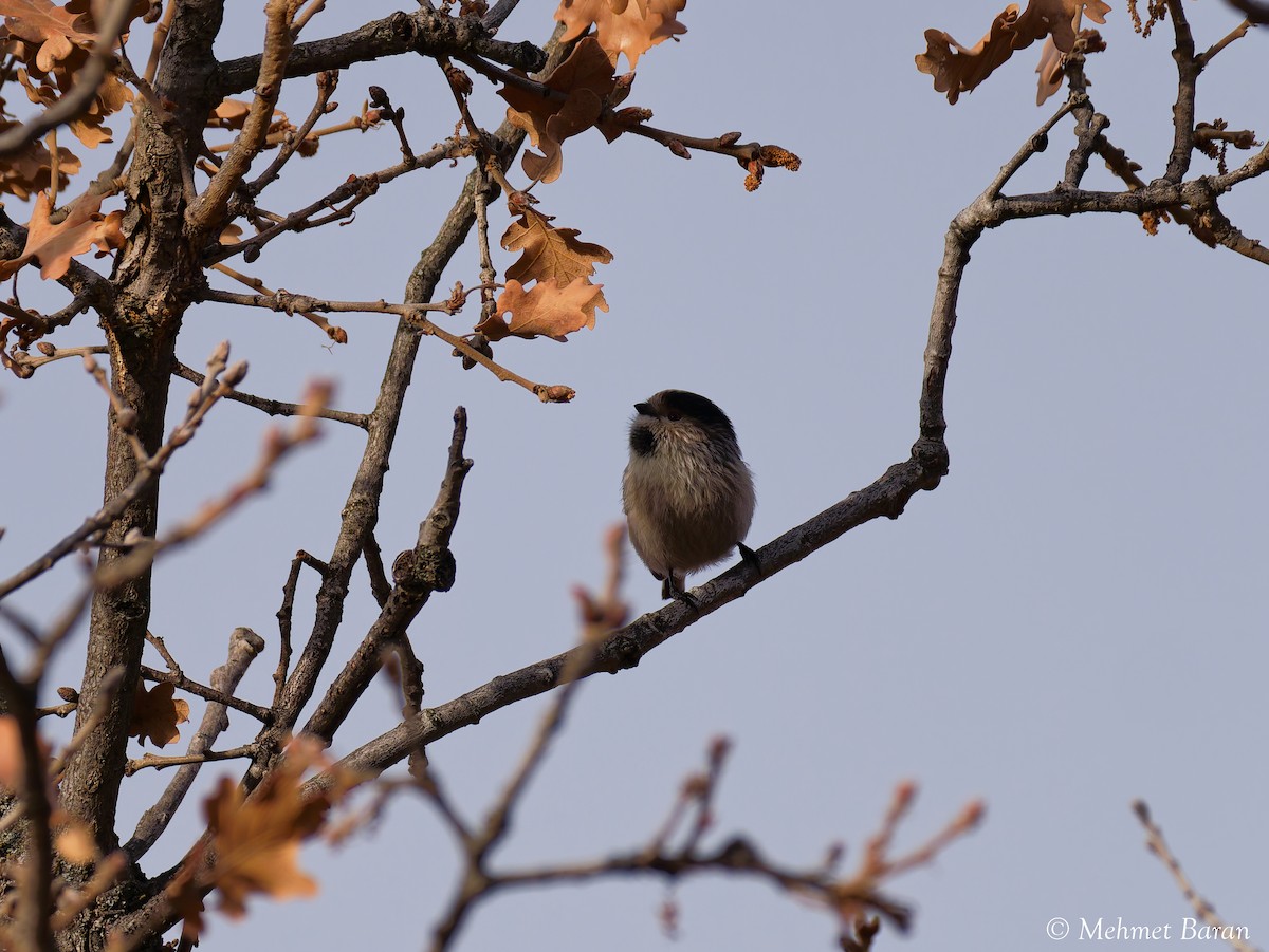 Long-tailed Tit - ML646643245