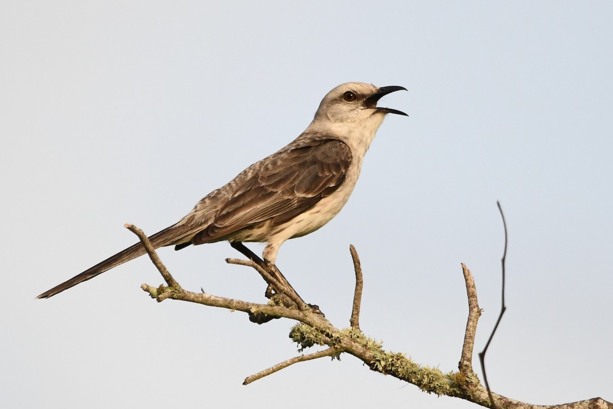 Tropical Mockingbird - ML646643247