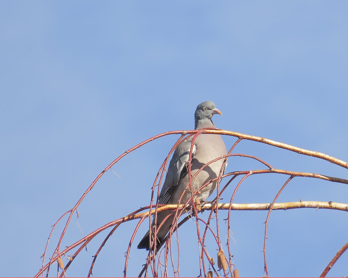 holub hřivnáč - ML646643248