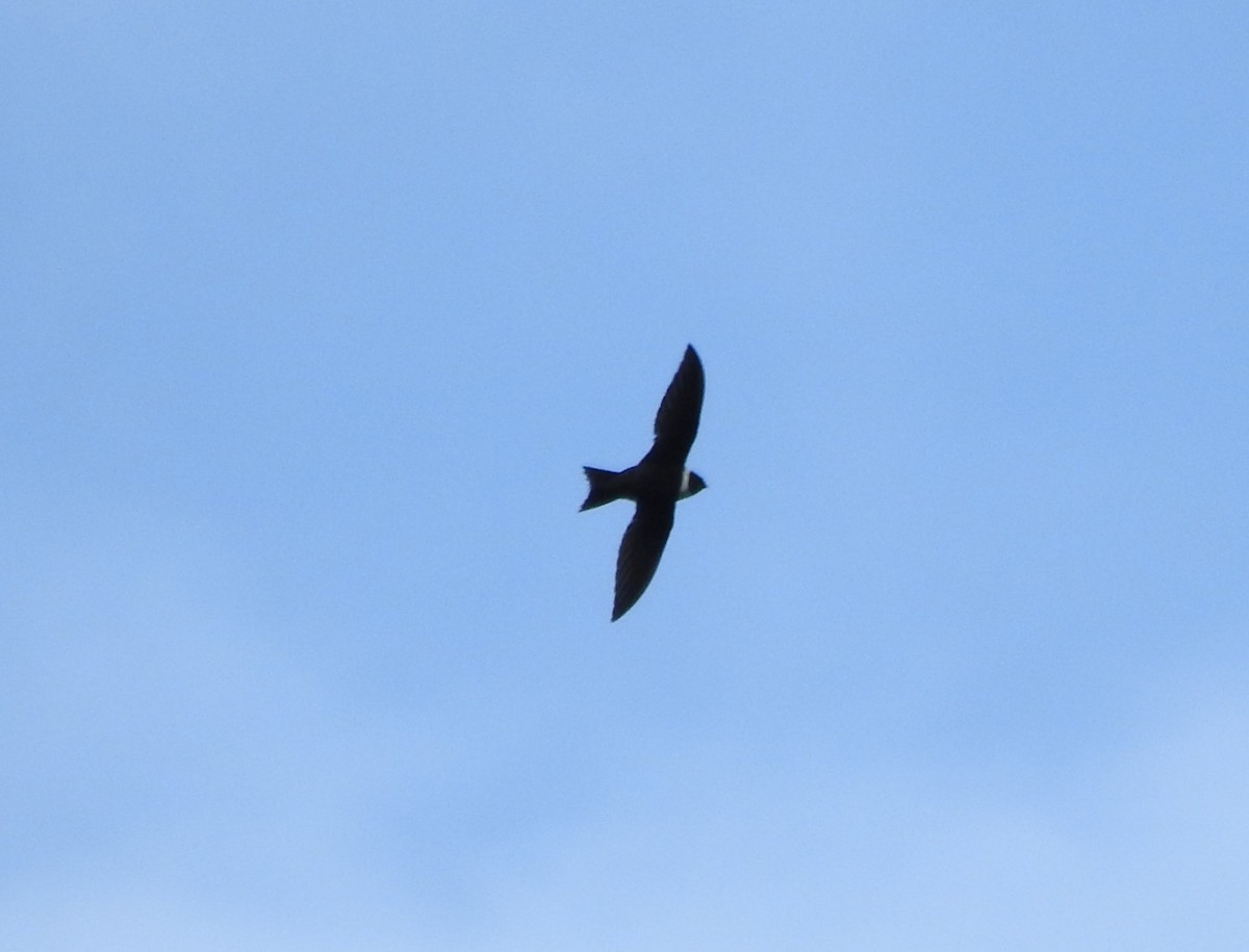 White-collared Swift - ML646643249