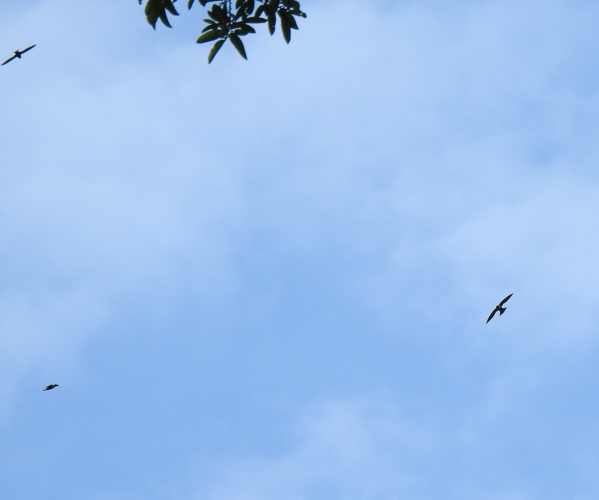 White-collared Swift - ML646643250