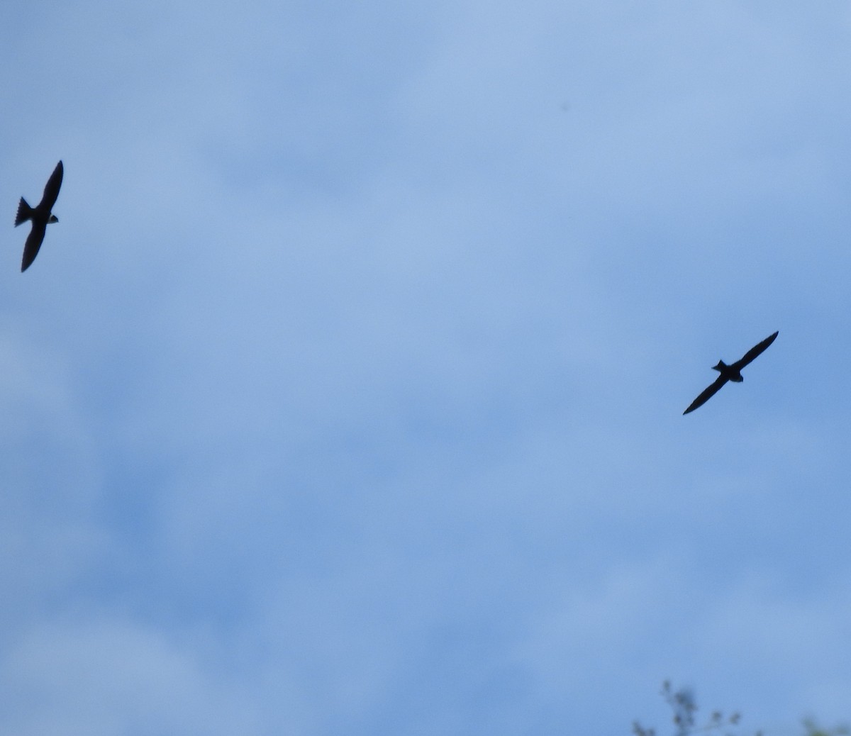 White-collared Swift - ML646643251