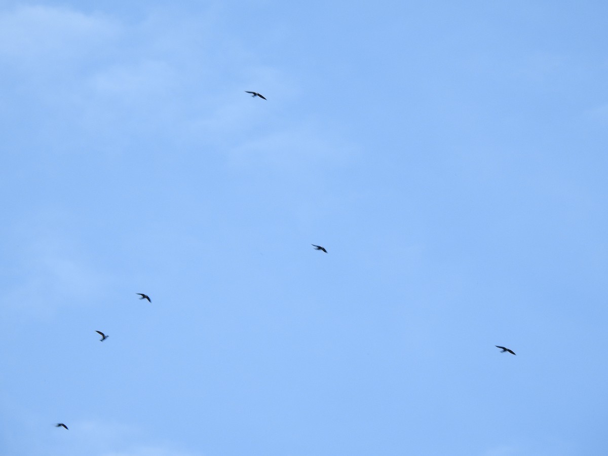 White-collared Swift - ML646643256