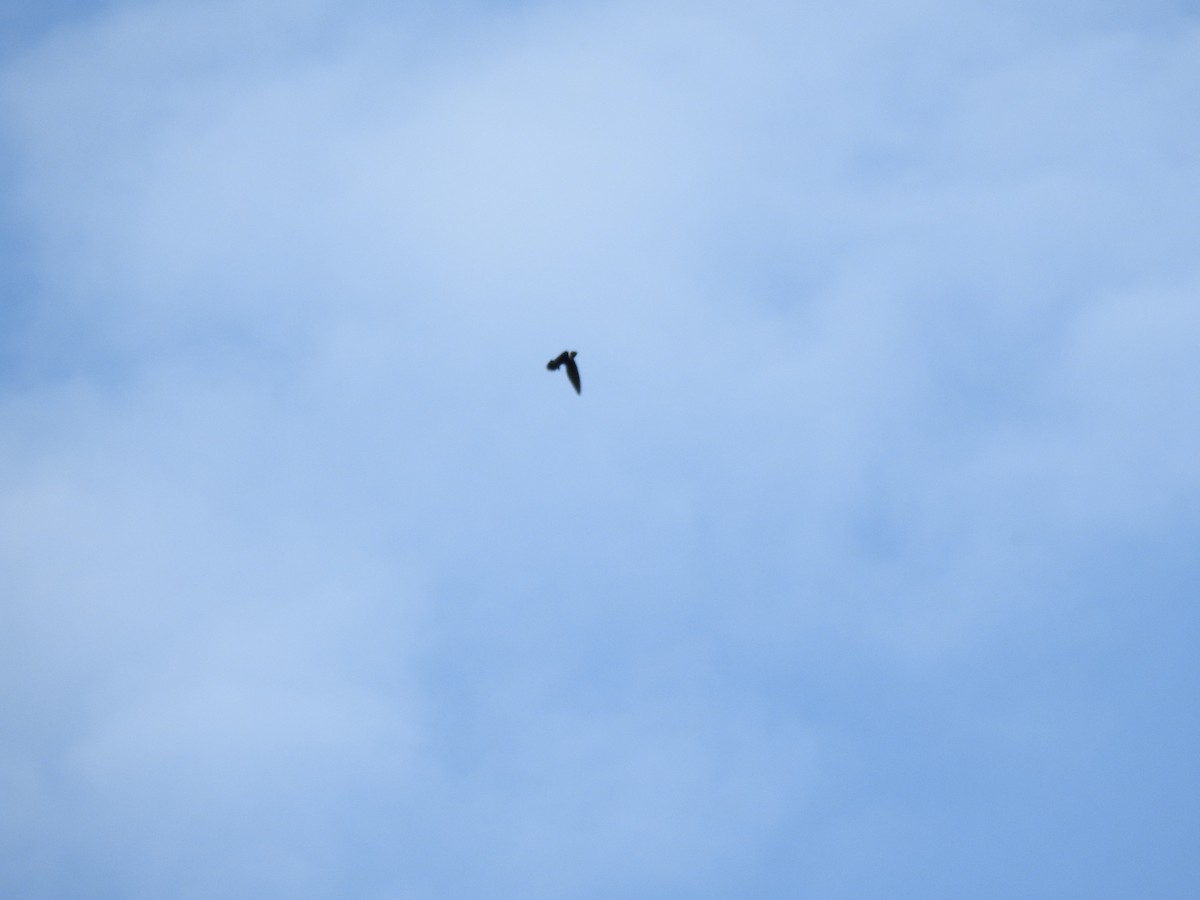 White-collared Swift - ML646643257