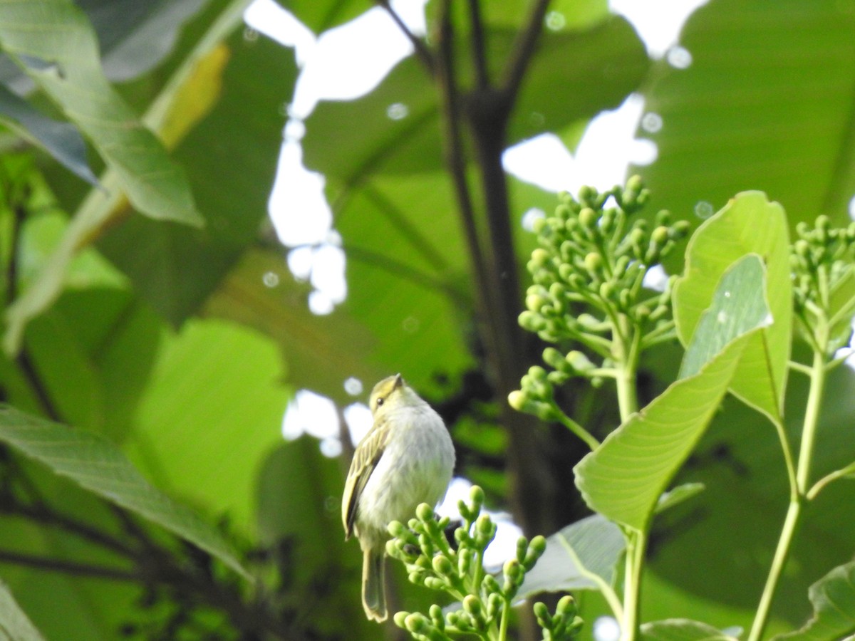 Golden-faced Tyrannulet (Golden-faced) - ML646643262