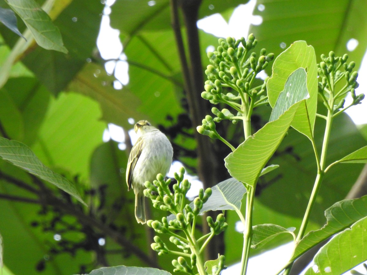 Golden-faced Tyrannulet (Golden-faced) - ML646643263