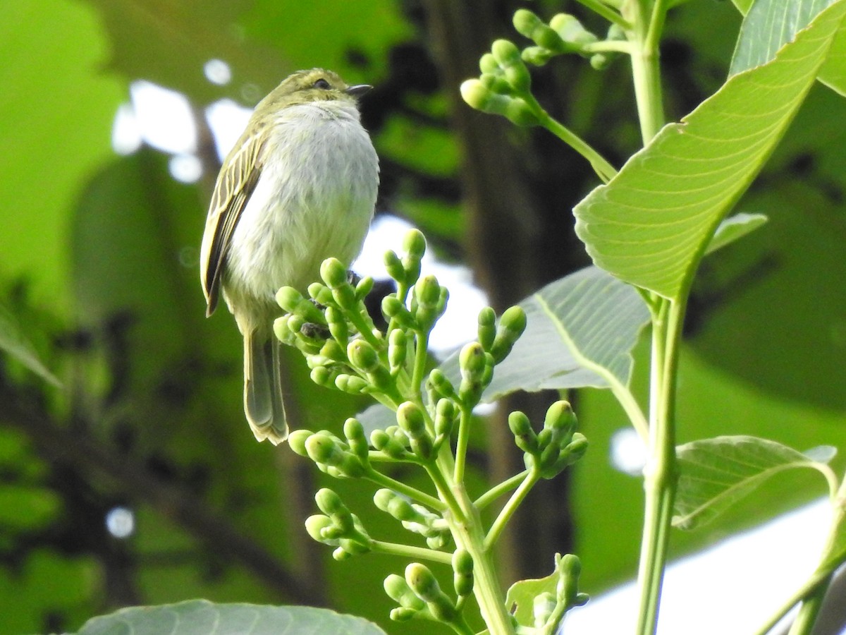 Golden-faced Tyrannulet (Golden-faced) - ML646643264