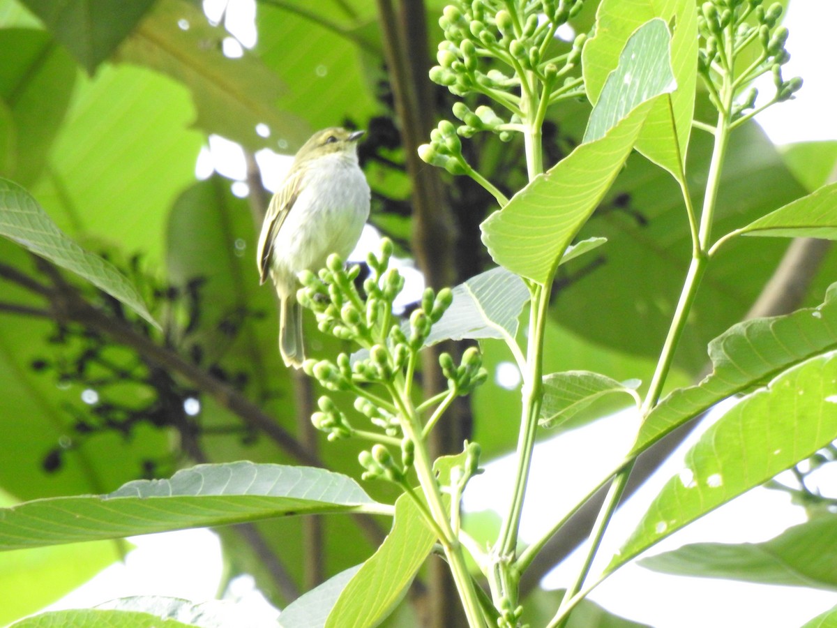 Golden-faced Tyrannulet (Golden-faced) - ML646643265