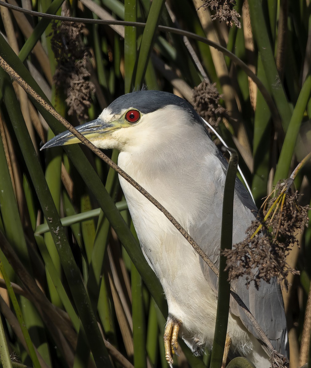 夜鷺 - ML646643267
