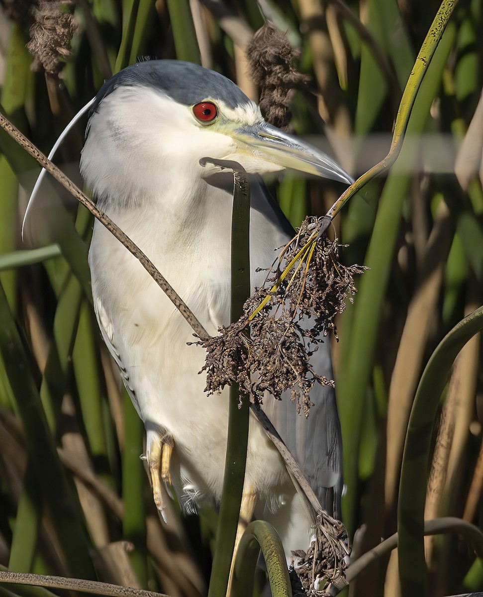 夜鷺 - ML646643268