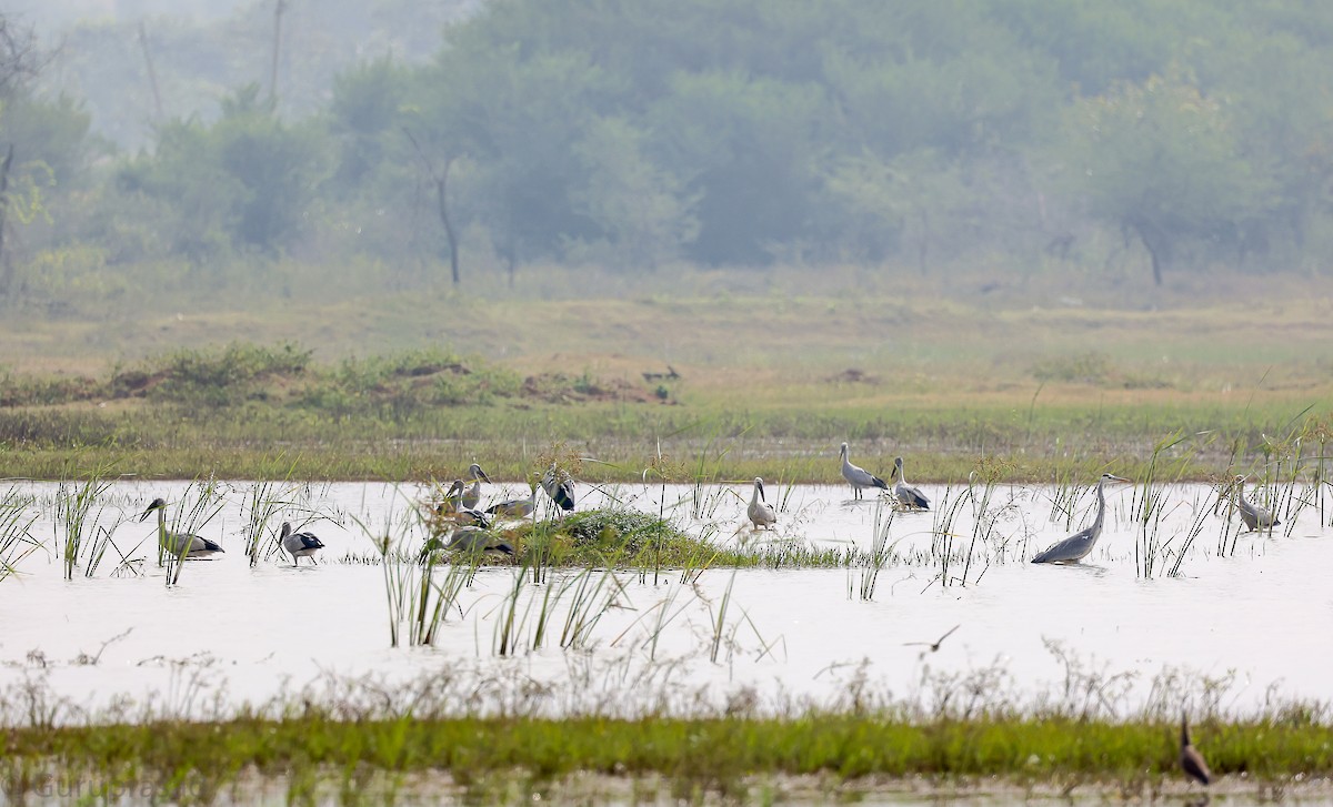 Asian Openbill - ML646643269