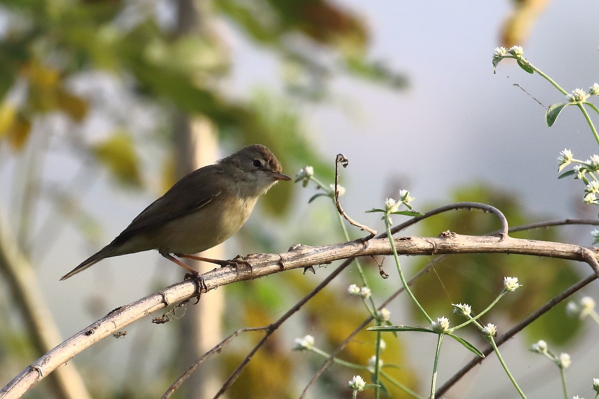 åkersanger - ML646643270