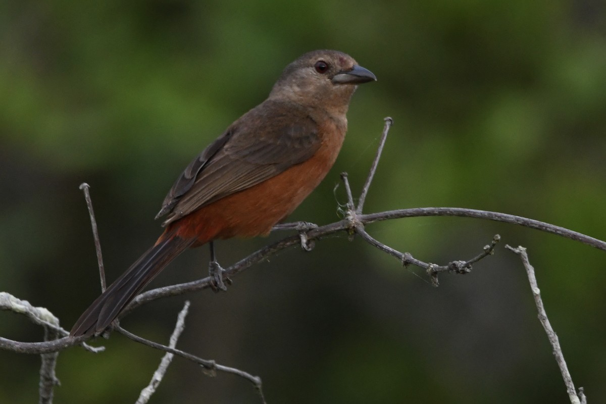Brazilian Tanager - ML646643273