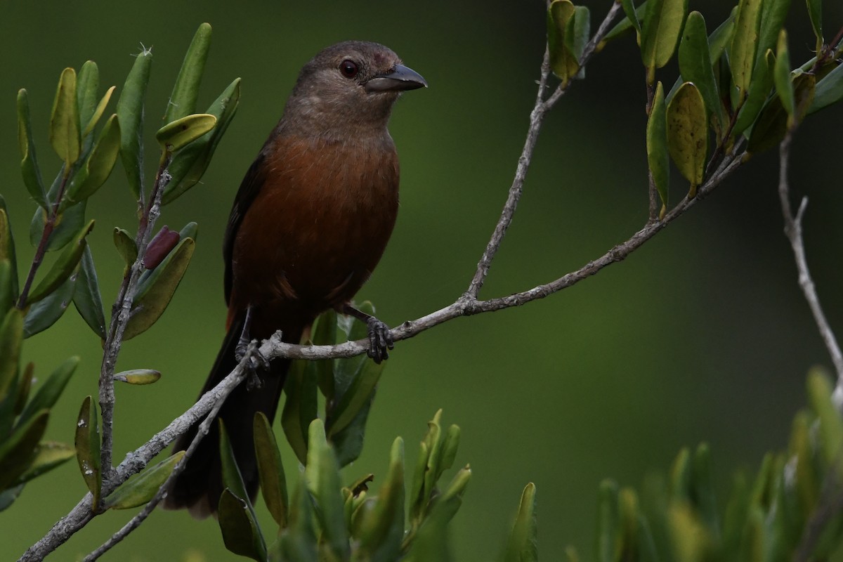 Brazilian Tanager - ML646643274