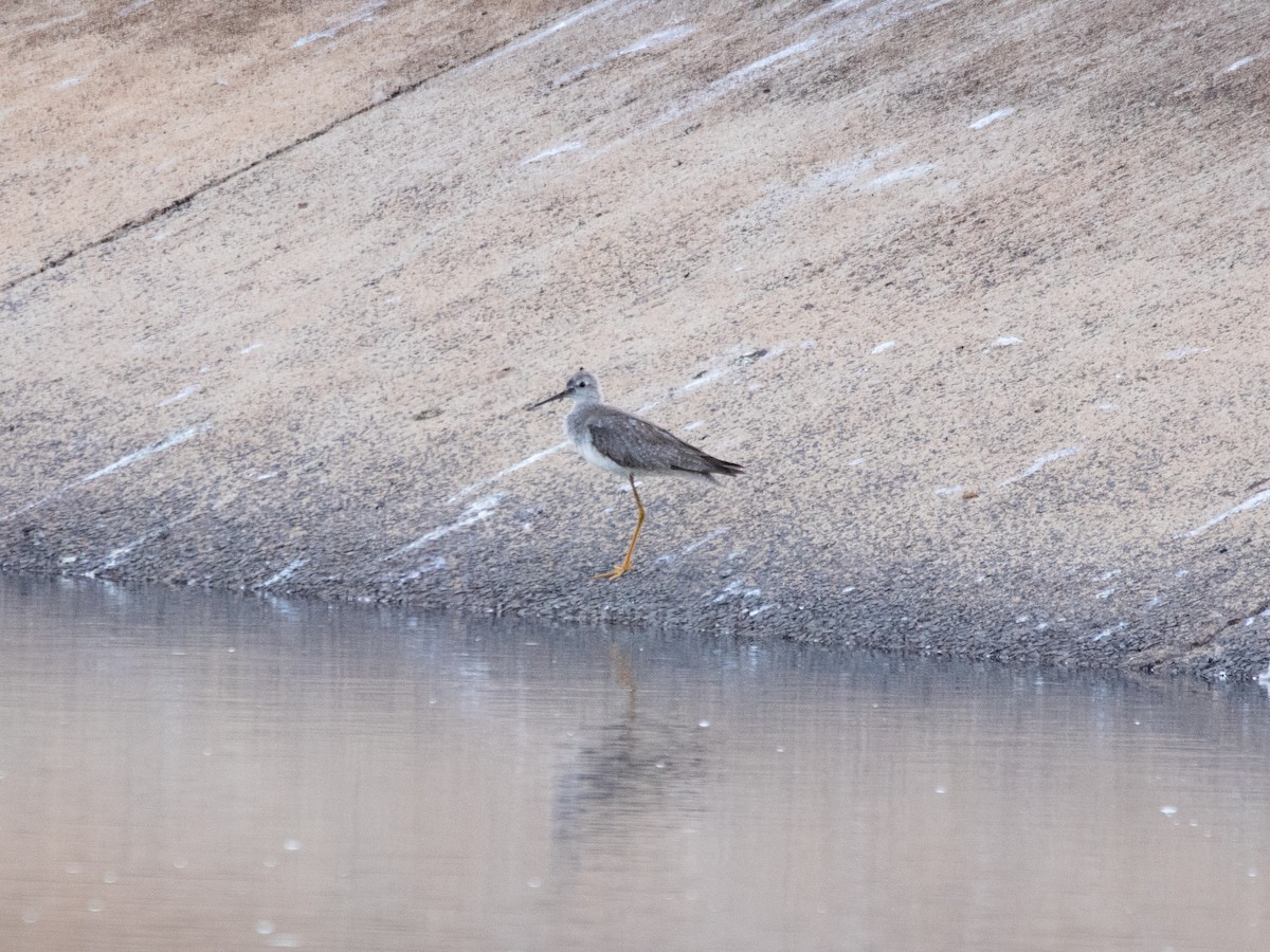 Tringa sp. - ML646643275