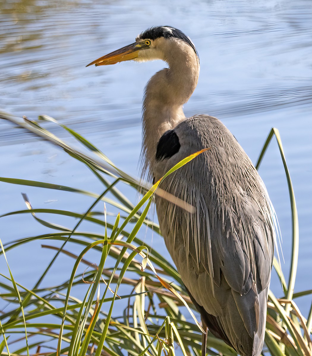 Grand Héron - ML646643276