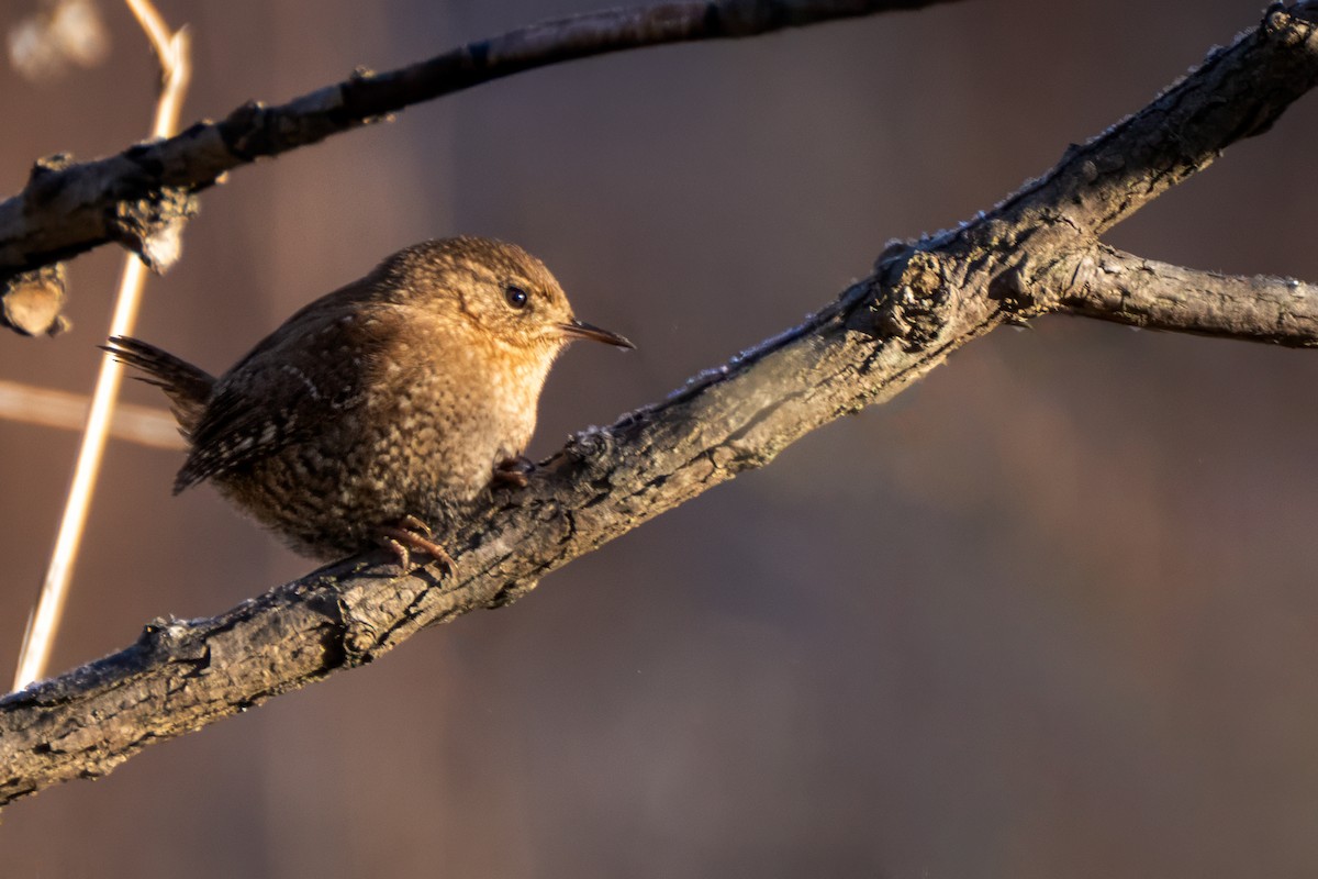 Winter Wren - ML646643279