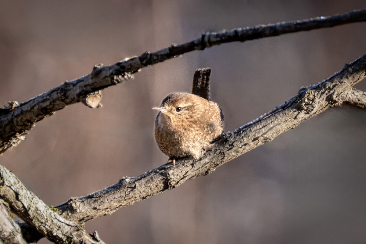 Winter Wren - ML646643280