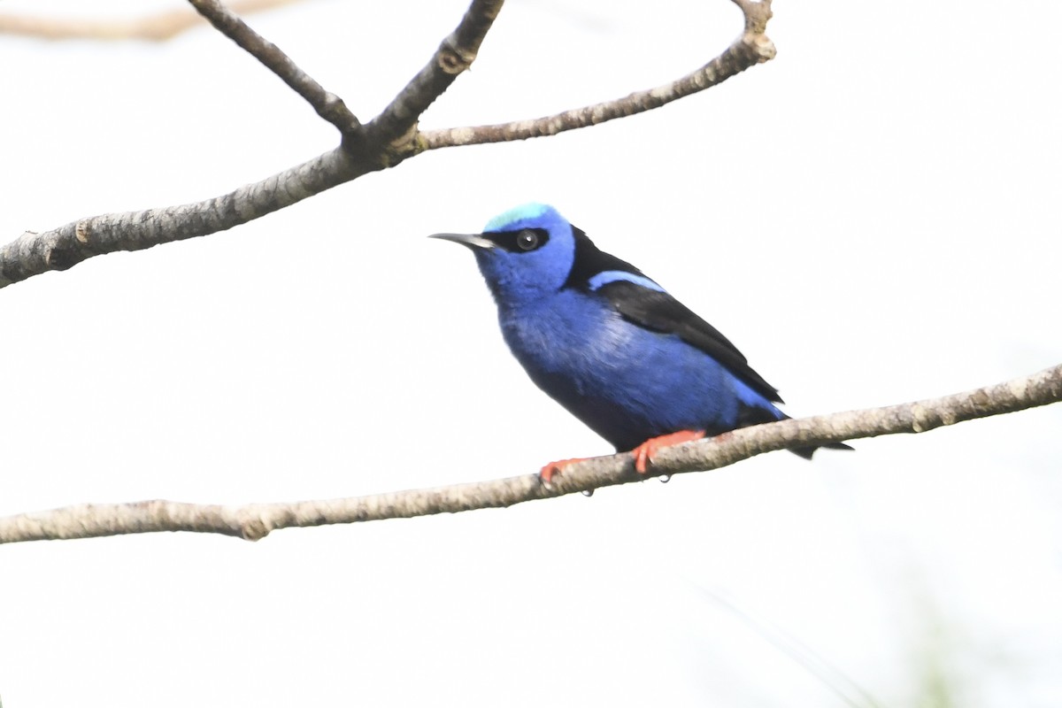 Red-legged Honeycreeper - ML646643284