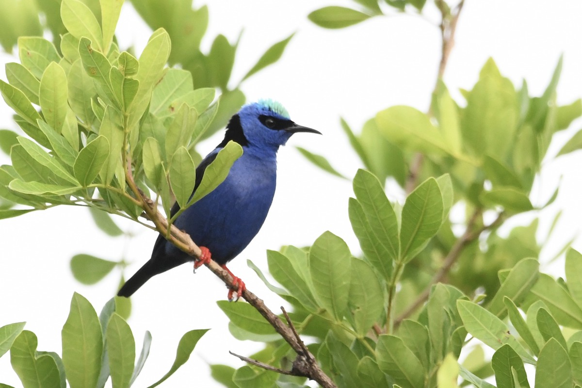 Red-legged Honeycreeper - ML646643285