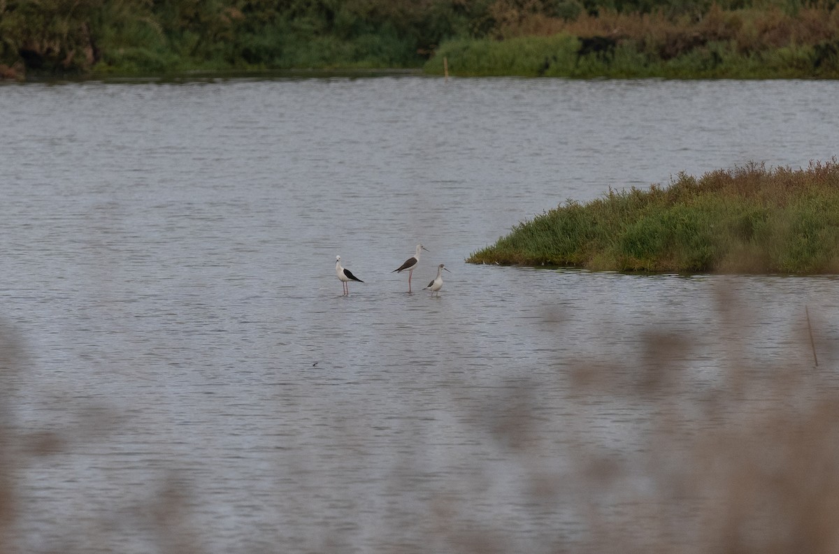 pisila čáponohá - ML646643286