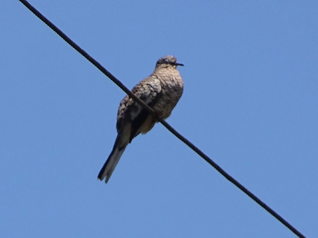 Scaled Dove - ML646643288