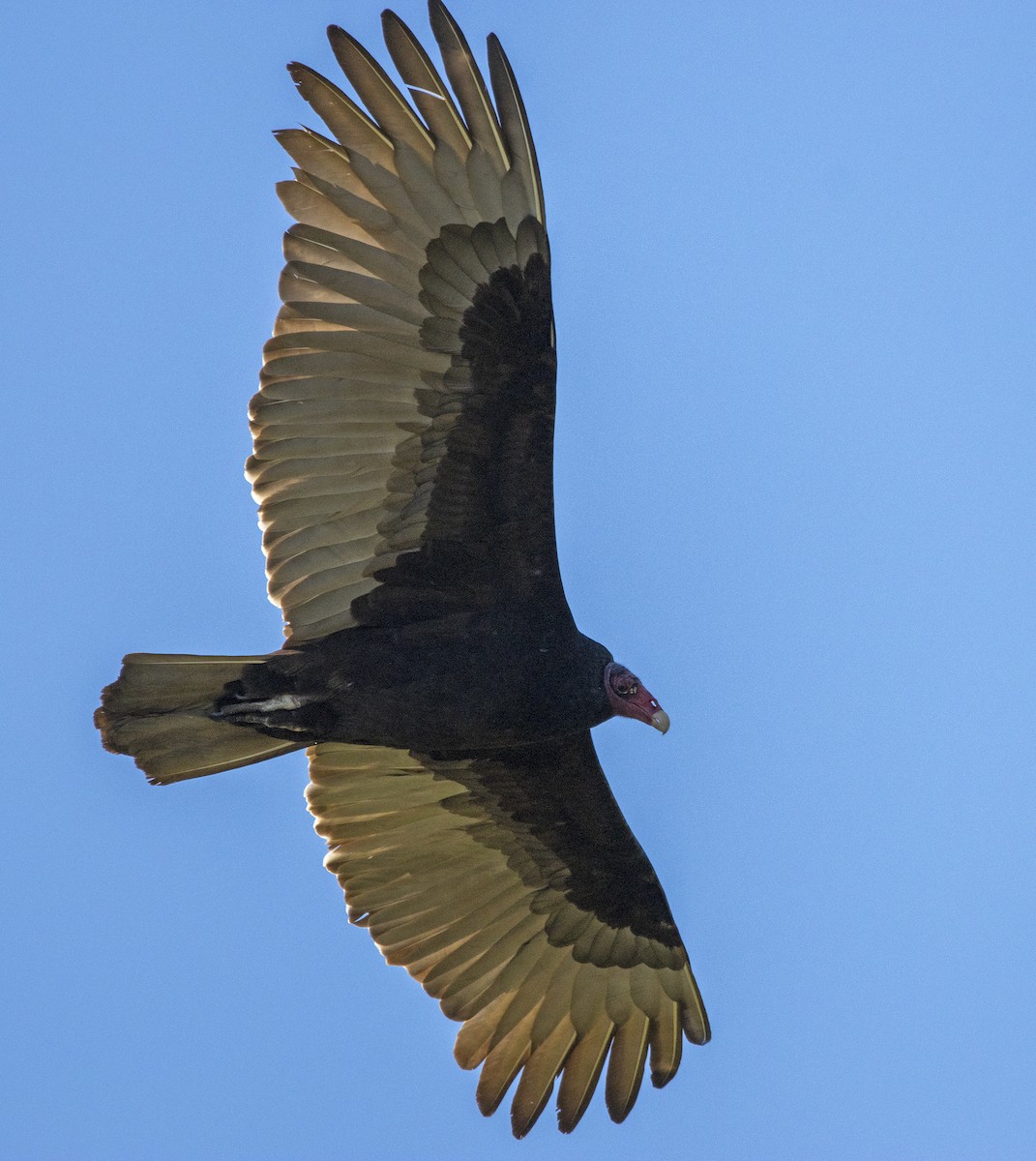 Turkey Vulture - ML646643289