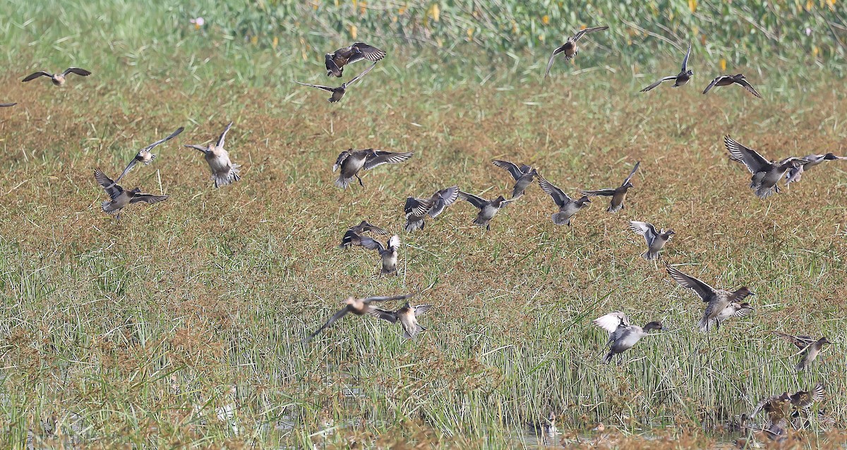 Cotton Pygmy-Goose - ML646643293
