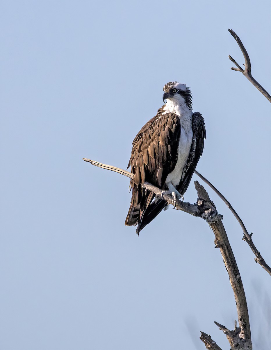 魚鷹 - ML646643294