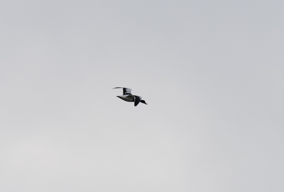 husice liščí - ML646643298