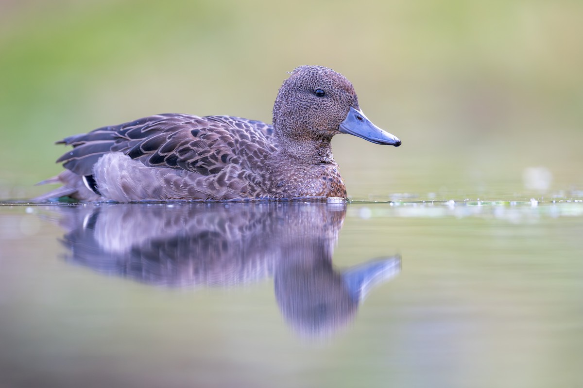 Sarcelle des Andes (andium) - ML646643299