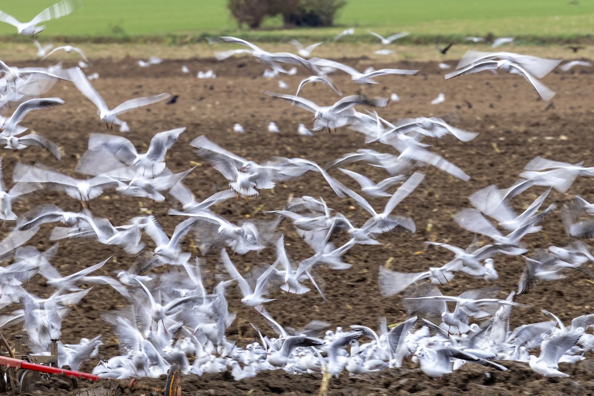 Black-headed Gull - ML646643300
