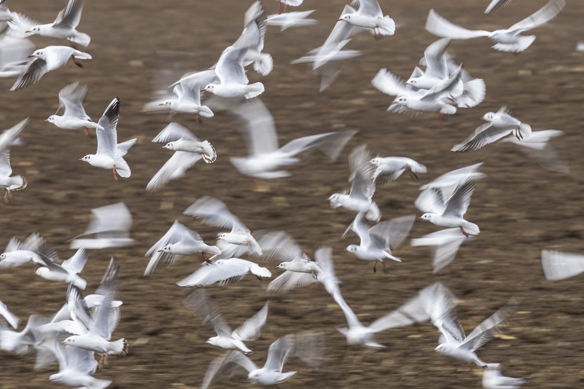 Black-headed Gull - ML646643301