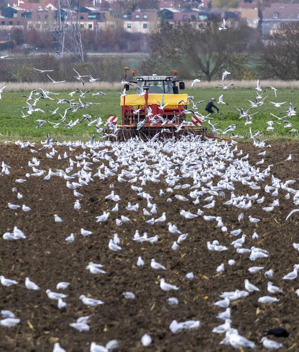 Black-headed Gull - ML646643302