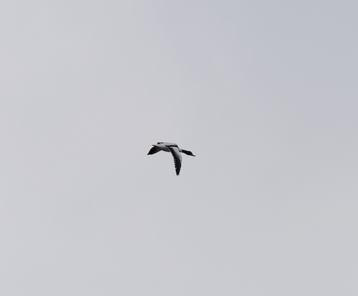 husice liščí - ML646643304