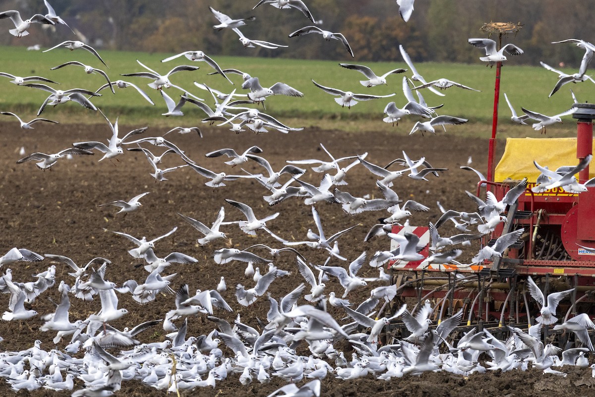 Black-headed Gull - ML646643305