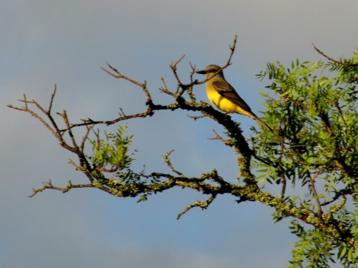 Tropical Kingbird - ML646643306