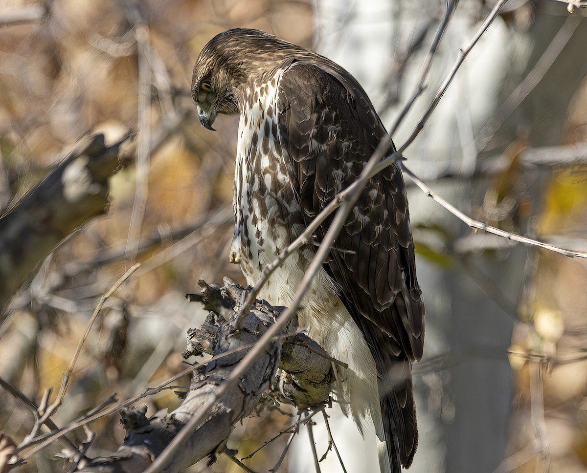 Red-tailed Hawk (calurus/alascensis) - ML646643307