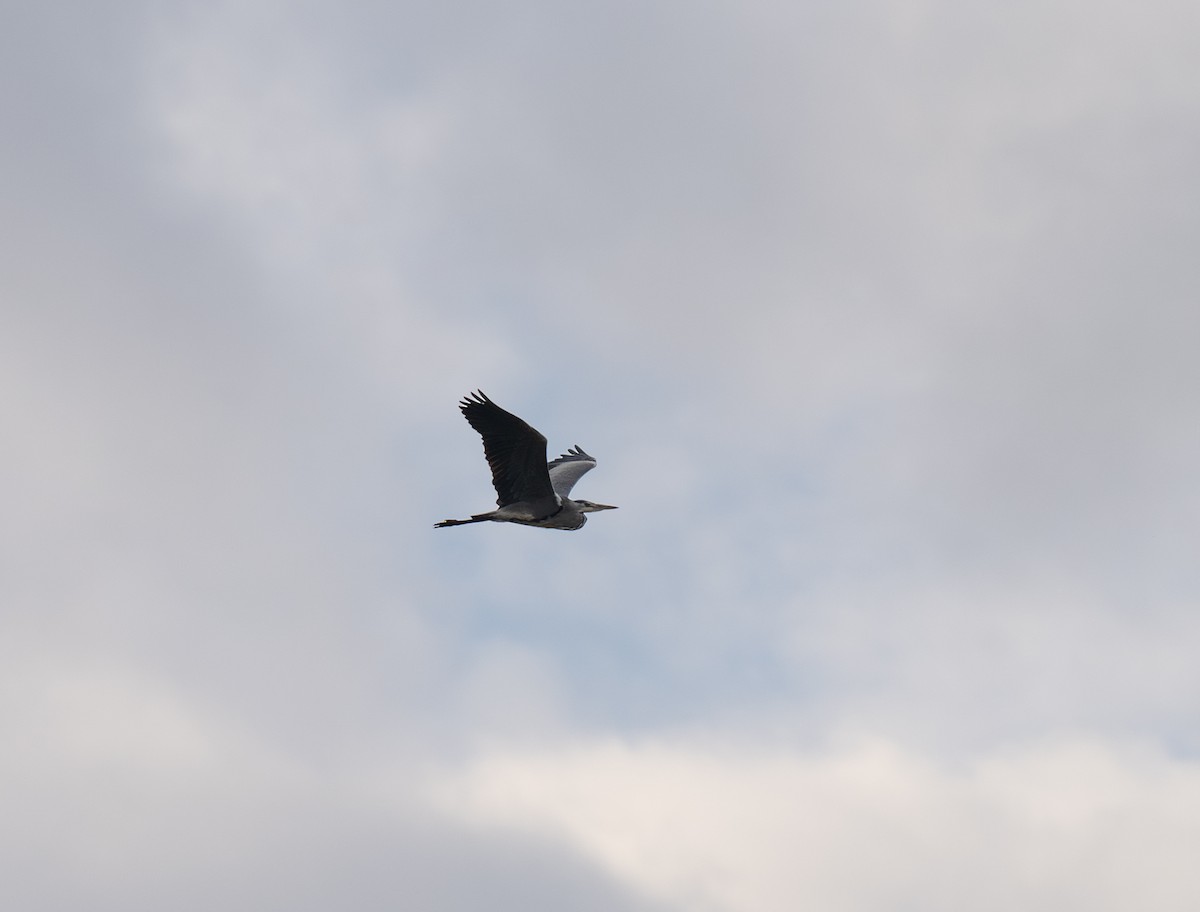 volavka popelavá - ML646643308