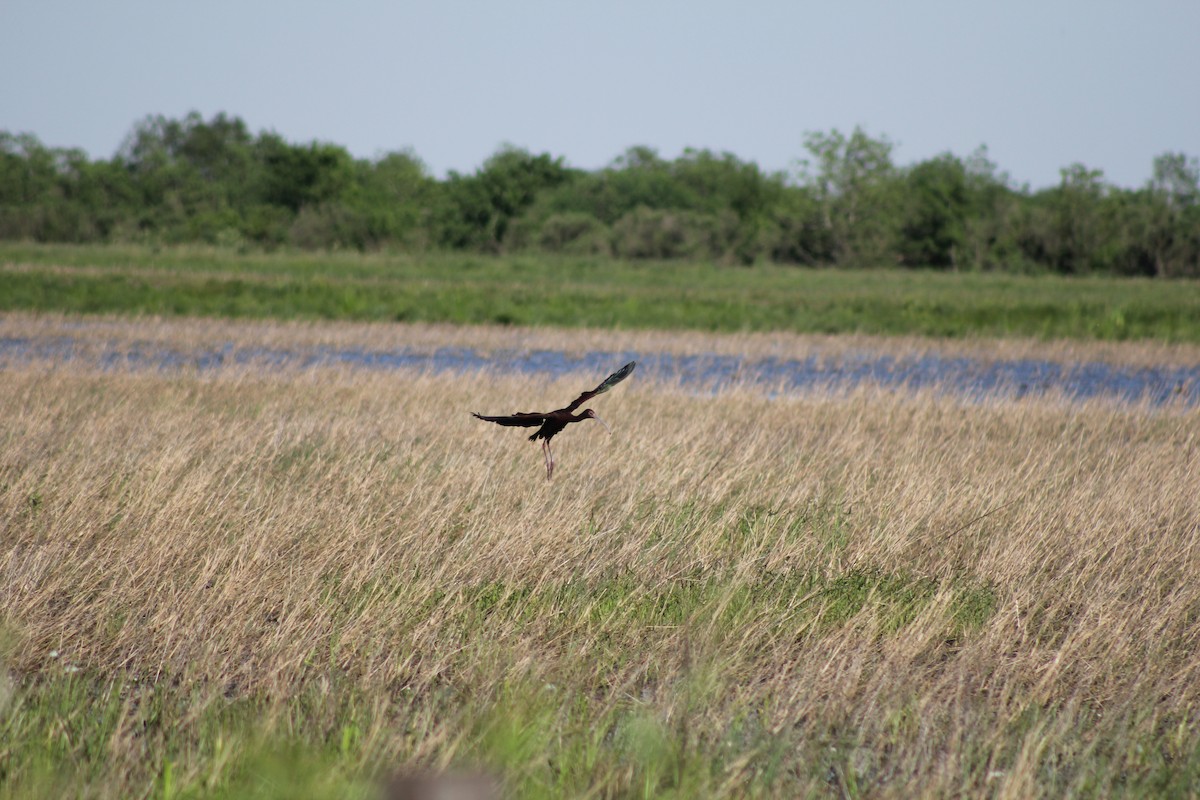 Beltzaran musuzuria - ML646643310