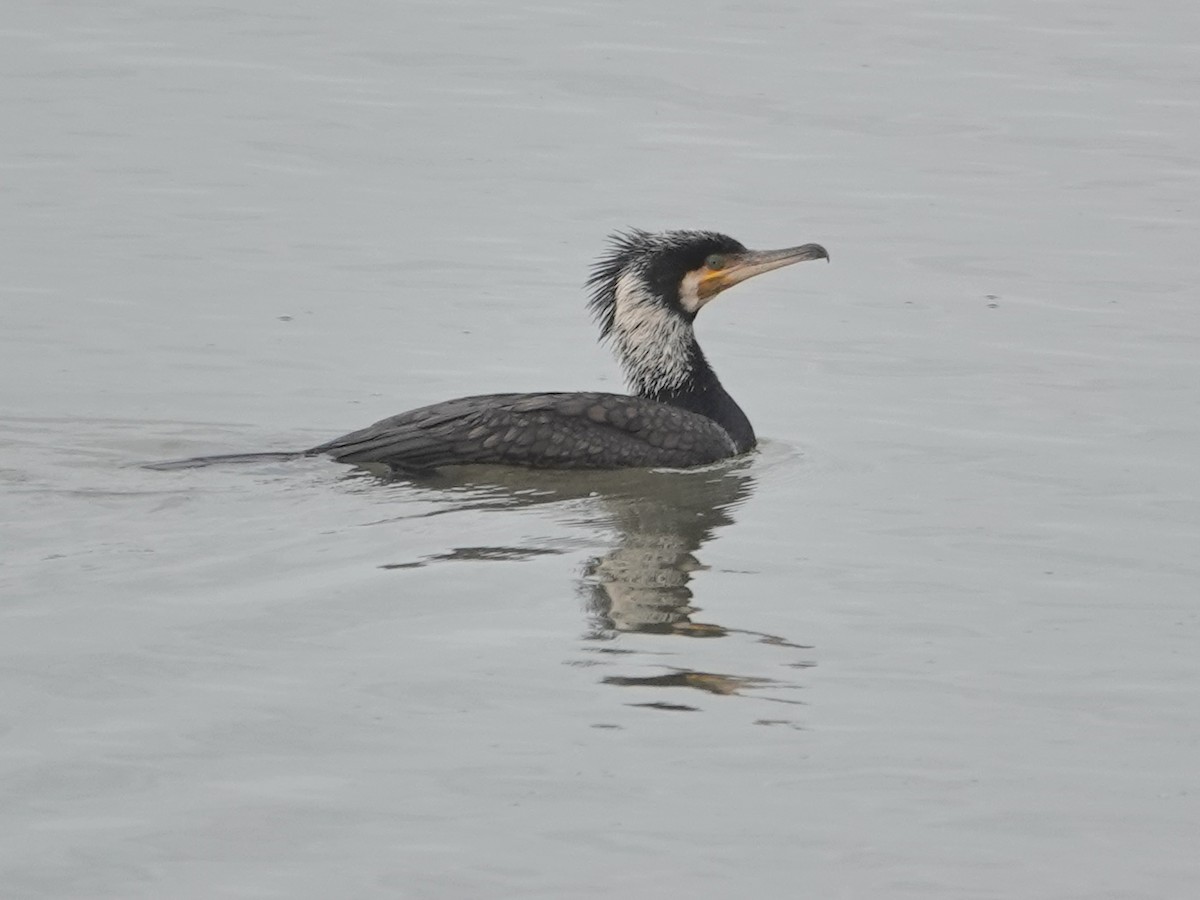 Great Cormorant - ML646643311