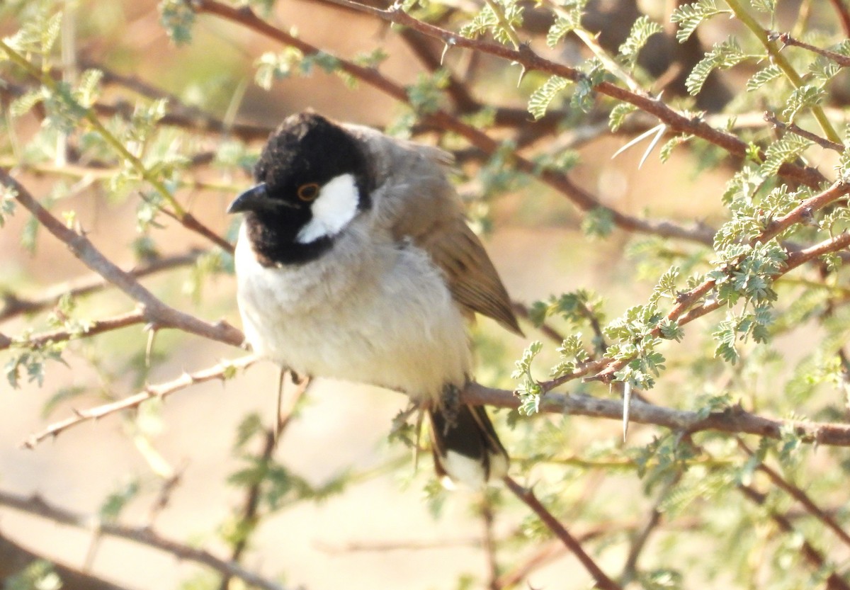 White-eared Bulbul - ML646643312