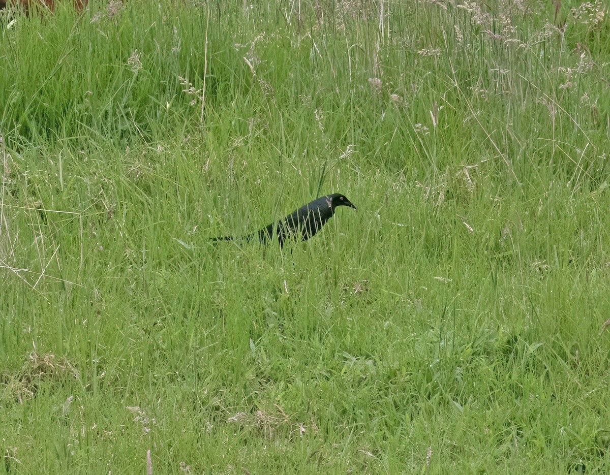 Giant Cowbird - ML646643313