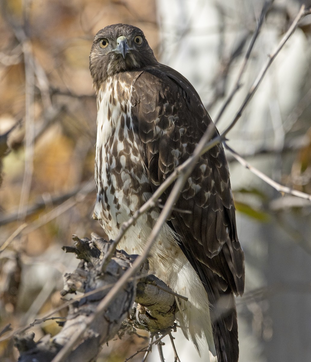 Red-tailed Hawk (calurus/alascensis) - ML646643314