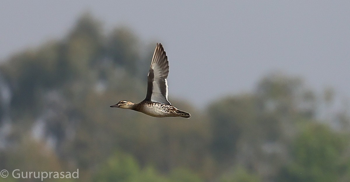 Garganey - ML646643316