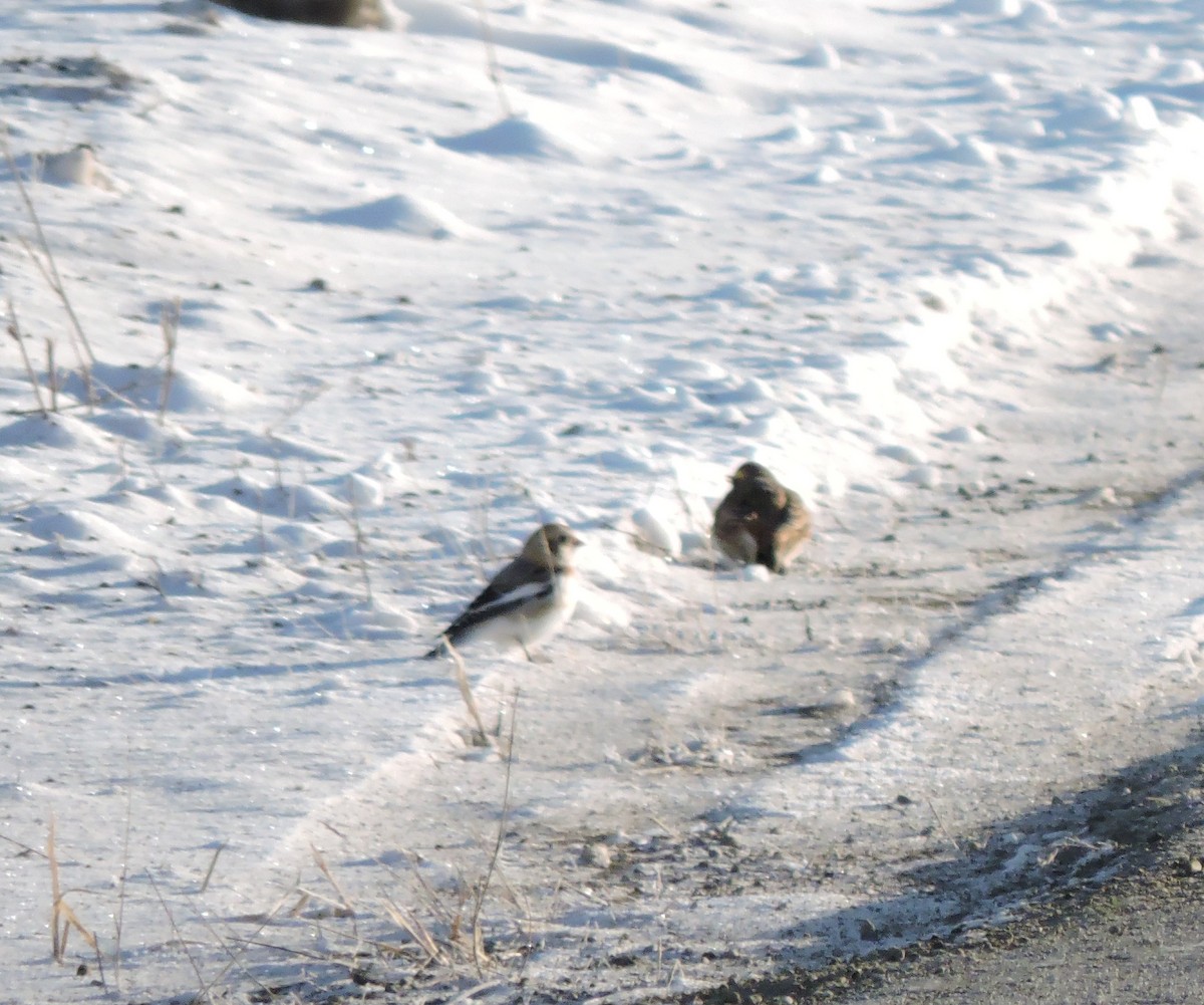 Snow Bunting - ML646643317