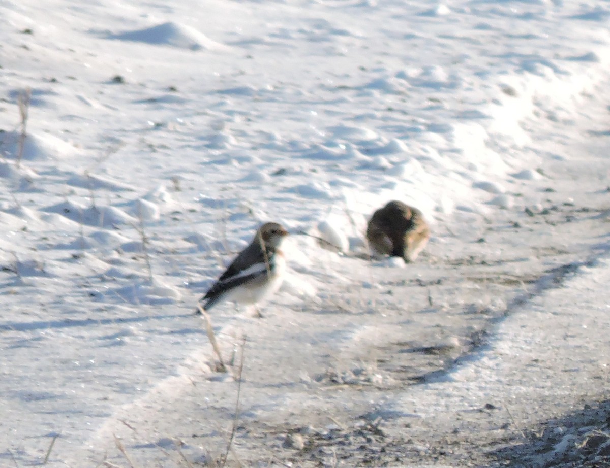 Snow Bunting - ML646643319