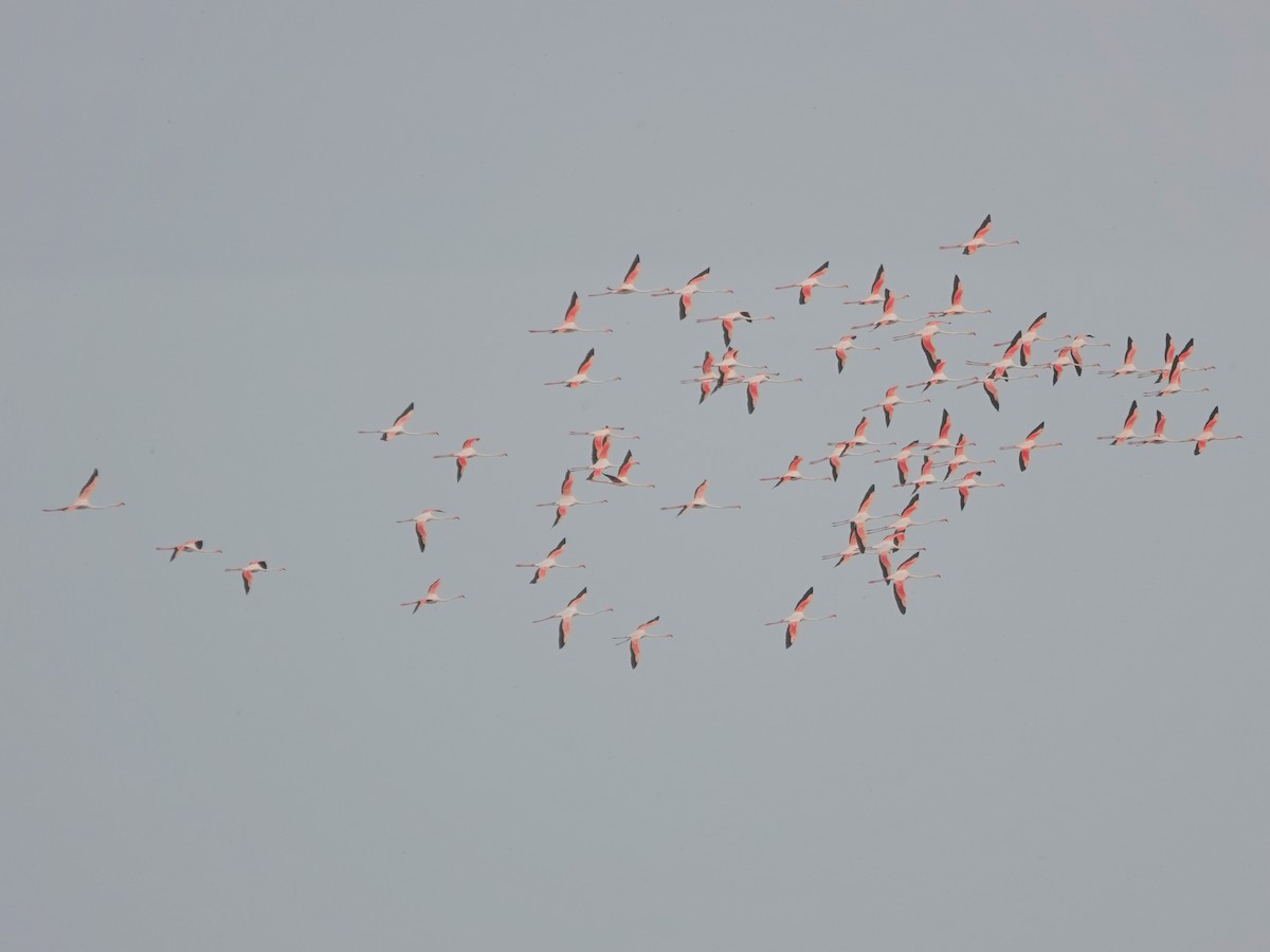 Greater Flamingo - ML646643320