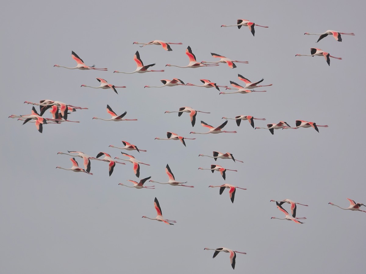 Greater Flamingo - ML646643321