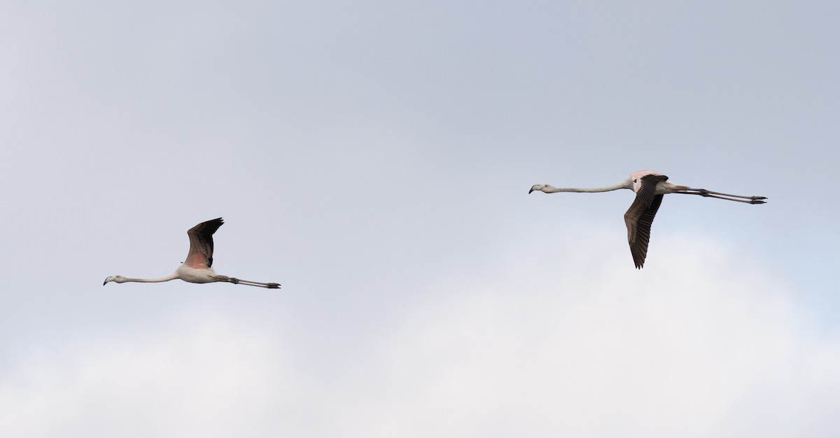 plameňák růžový - ML646643323